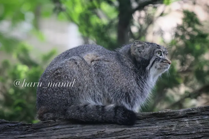 A photograph of Abrikos in Nasu Animal Kingdom