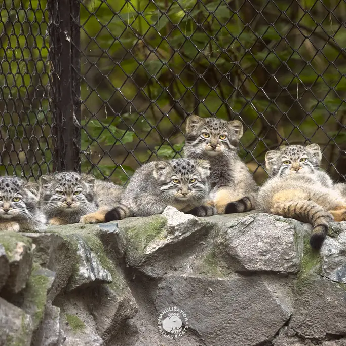 A photograph of Lucky, Nezabudka, Leon, Daughter of Lolo 2024 Ⅴ, Bruce, and Biya in Novosibirsk Zoo