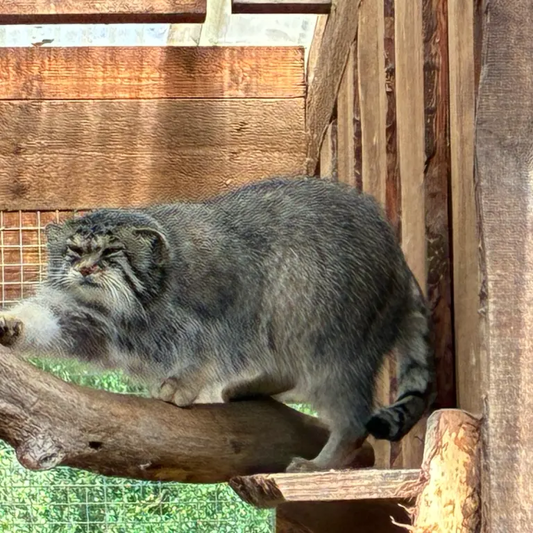 A photograph of Altani in Tallinn Zoo