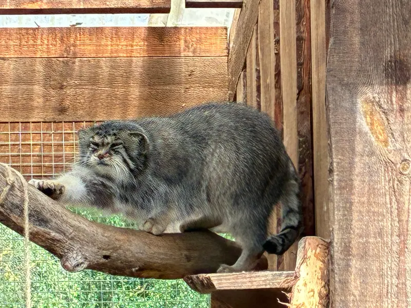 A photograph of Altani in Tallinn Zoo
