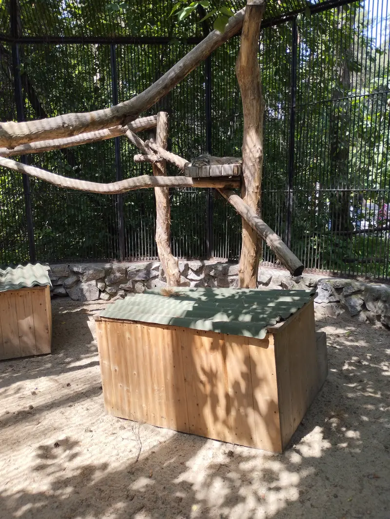 A photograph of a Pallas's cat in Novosibirsk Zoo