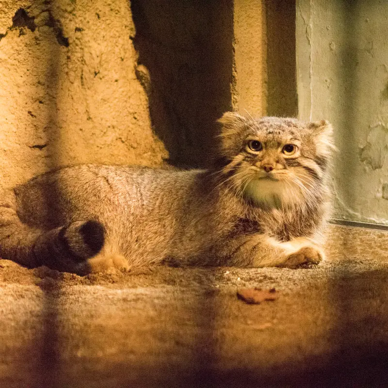 A photograph of Figa in Nogeyama Zoo