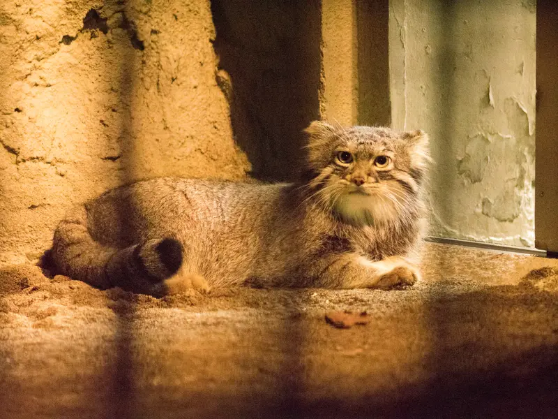 A photograph of Figa in Nogeyama Zoo