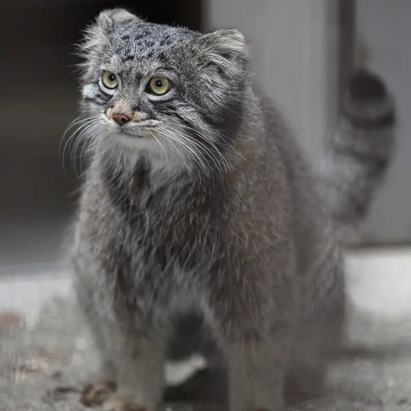 A photograph of Figa in Gokatsuraike Animal Park