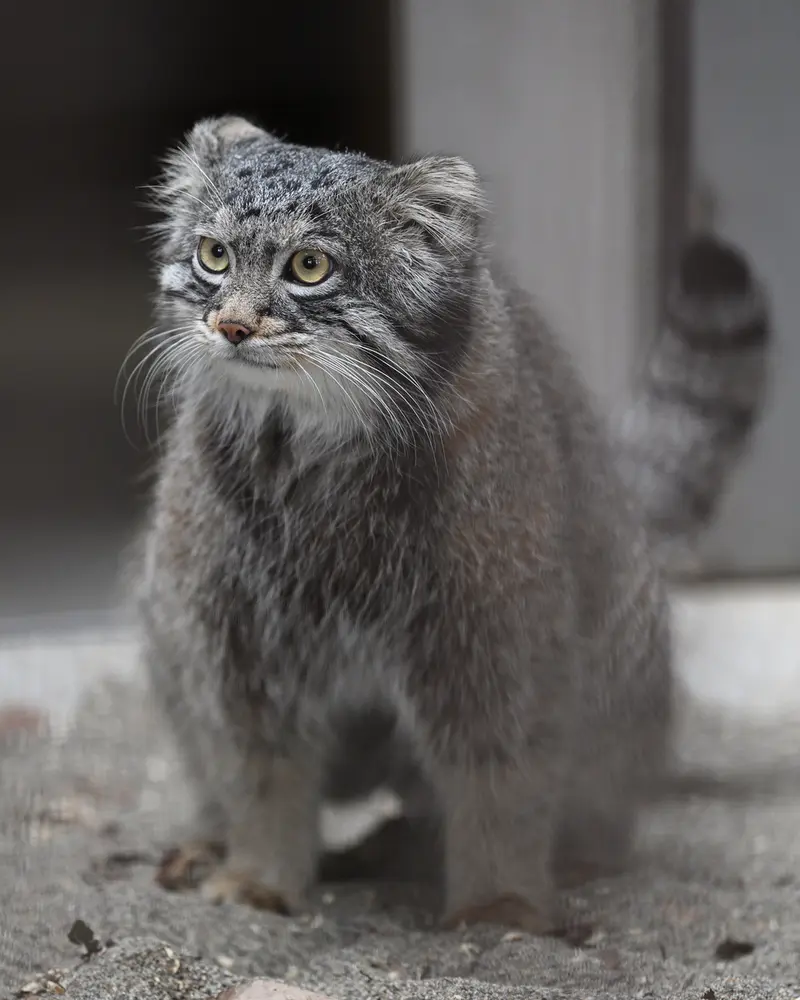 A photograph of Figa in Gokatsuraike Animal Park