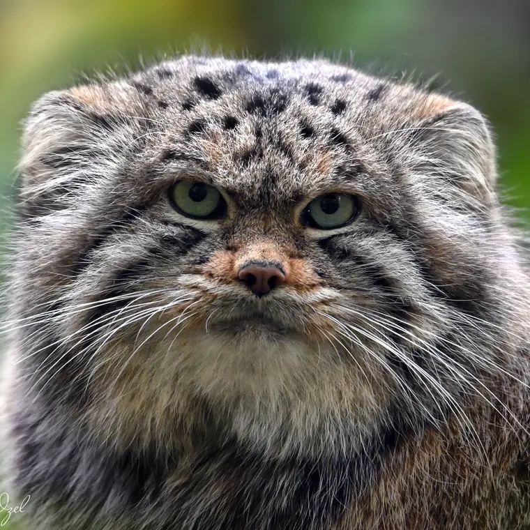Altai the Pallas's cat from Lumigny Safari Reserve