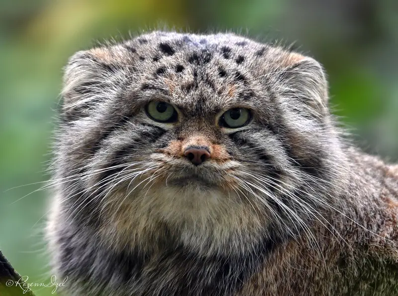 A photograph of Altai in Lumigny Safari Reserve