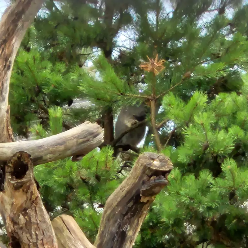 A photograph of Mimi in Korkeasaari Zoo