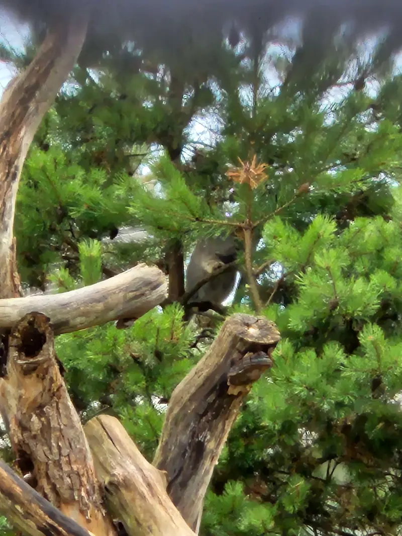 A photograph of Mimi in Korkeasaari Zoo