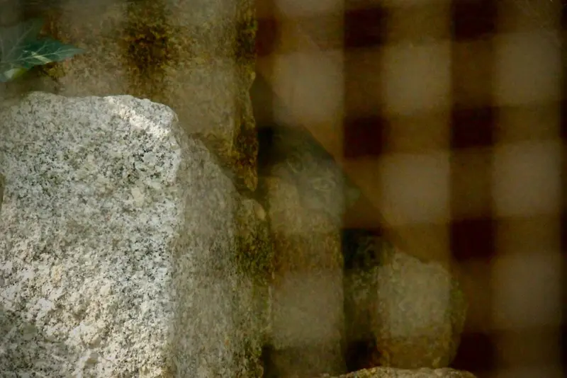 A photograph of Tuya in Chemnitz Zoo