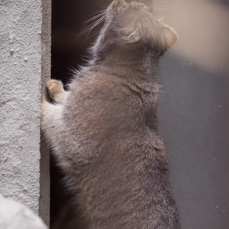 A photograph of Figa in Nogeyama Zoo