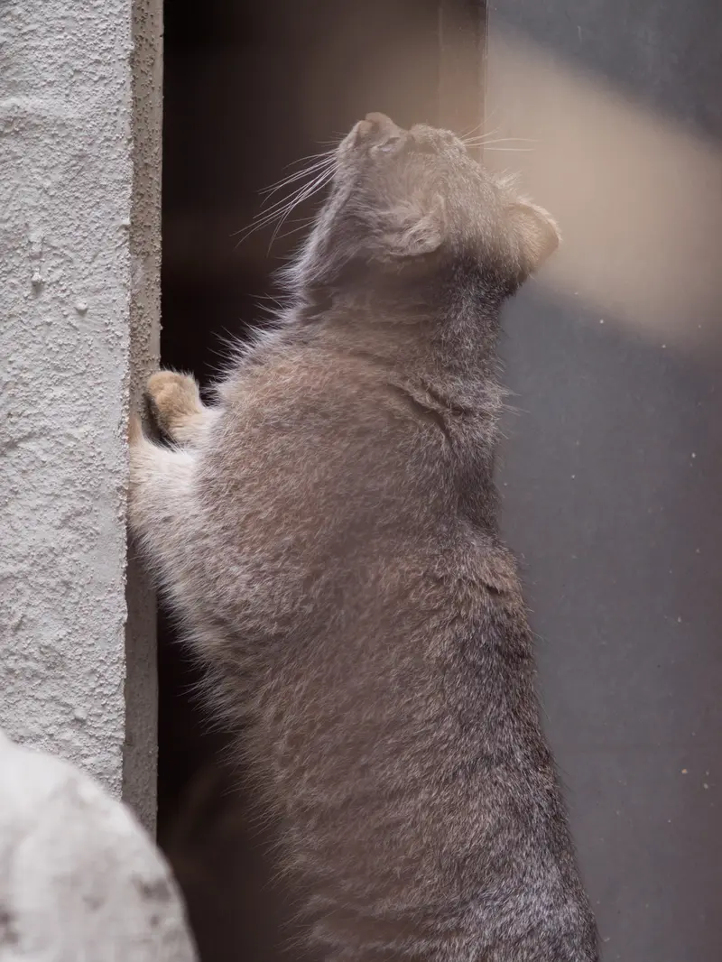 A photograph of Figa in Nogeyama Zoo