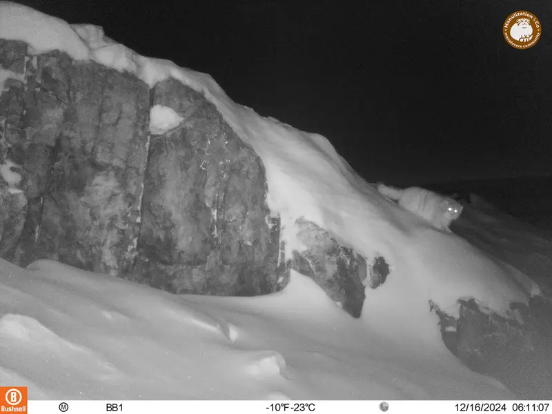 A photograph of Otocolobus manul manul from Aktas-Kunkora camera trap