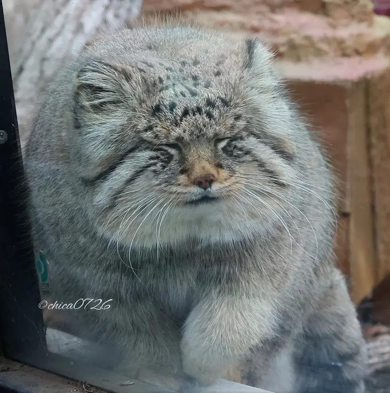 A photograph of Lotos in Saitama Children's Zoo