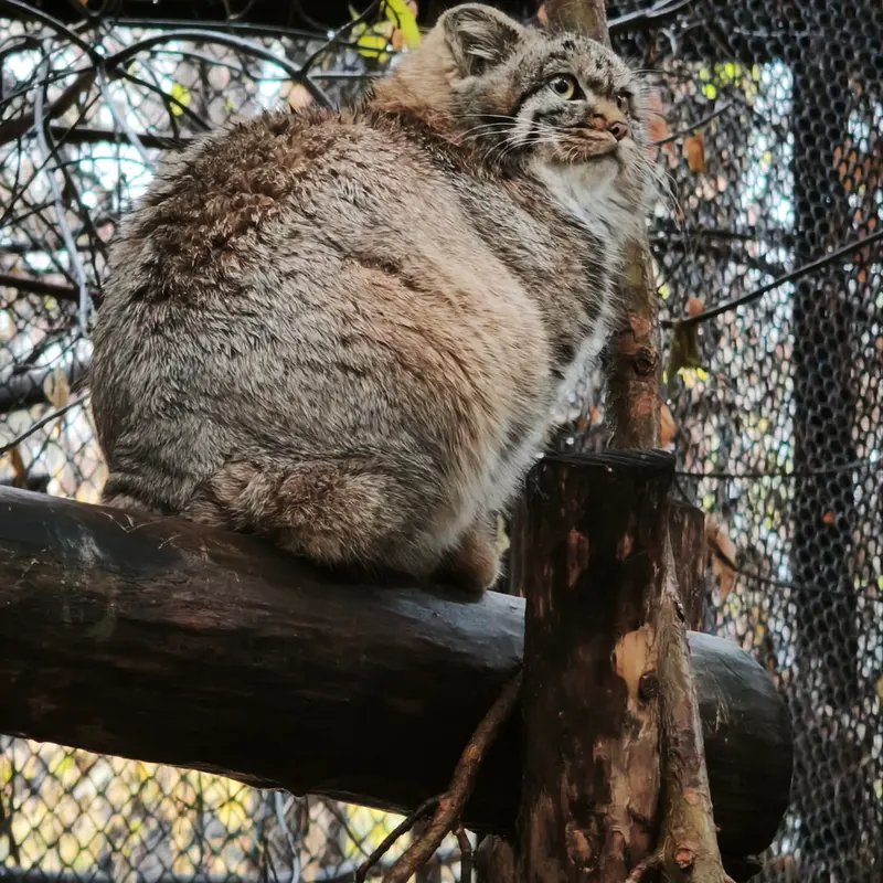 A photograph of Daughter of Adele b.2026 Ⅱ in Novosibirsk Zoo