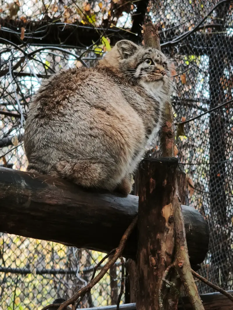 A photograph of Daughter of Adele b.2026 Ⅱ in Novosibirsk Zoo