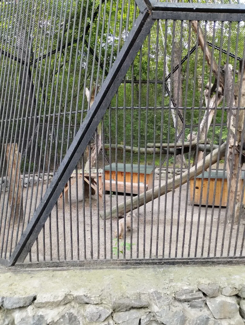 A photograph of a Pallas's cat in Novosibirsk Zoo