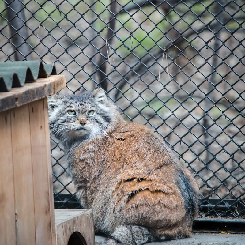 A photograph of Lastochka in Novosibirsk Zoo