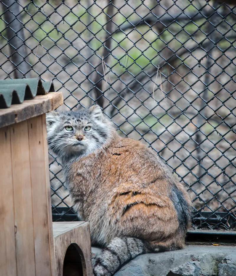 A photograph of Lastochka in Novosibirsk Zoo