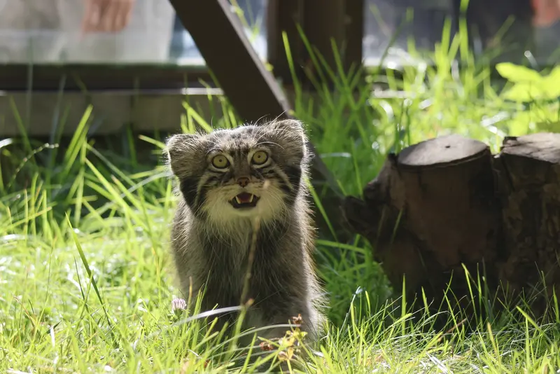A photograph of a Pallas's cat