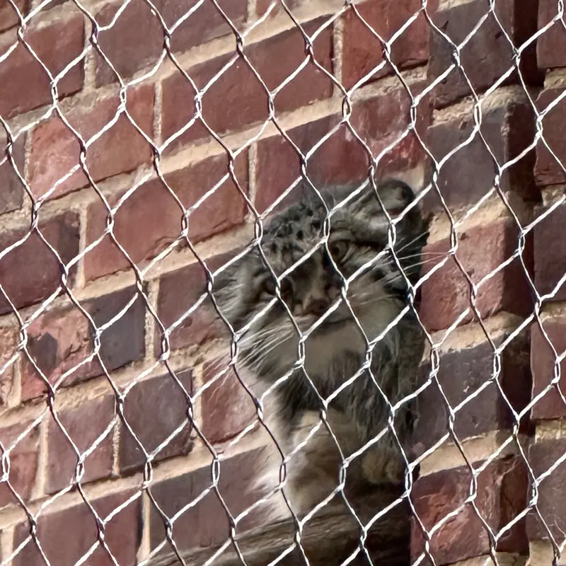 A photograph of a Pallas&#039;s cat in Prospect Park Zoo