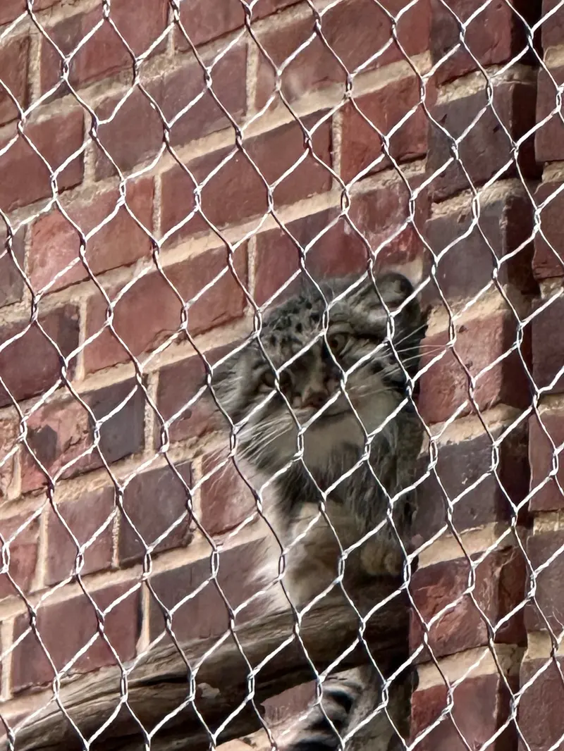 A photograph of a Pallas&#039;s cat in Prospect Park Zoo