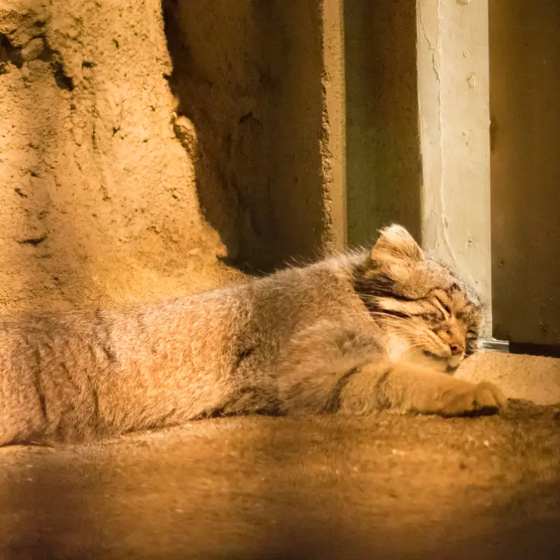 A photograph of Figa in Nogeyama Zoo