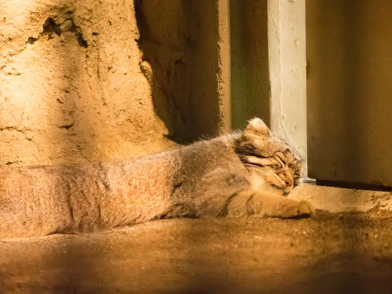 A photograph of Figa in Nogeyama Zoo