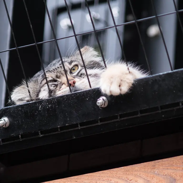 A photograph of Grusha in Asahiyama Zoo