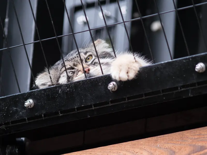 A photograph of Grusha in Asahiyama Zoo