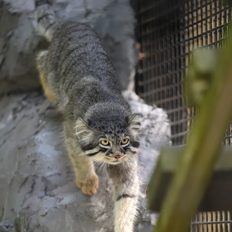 A photograph of Hide in Asahiyama Zoo