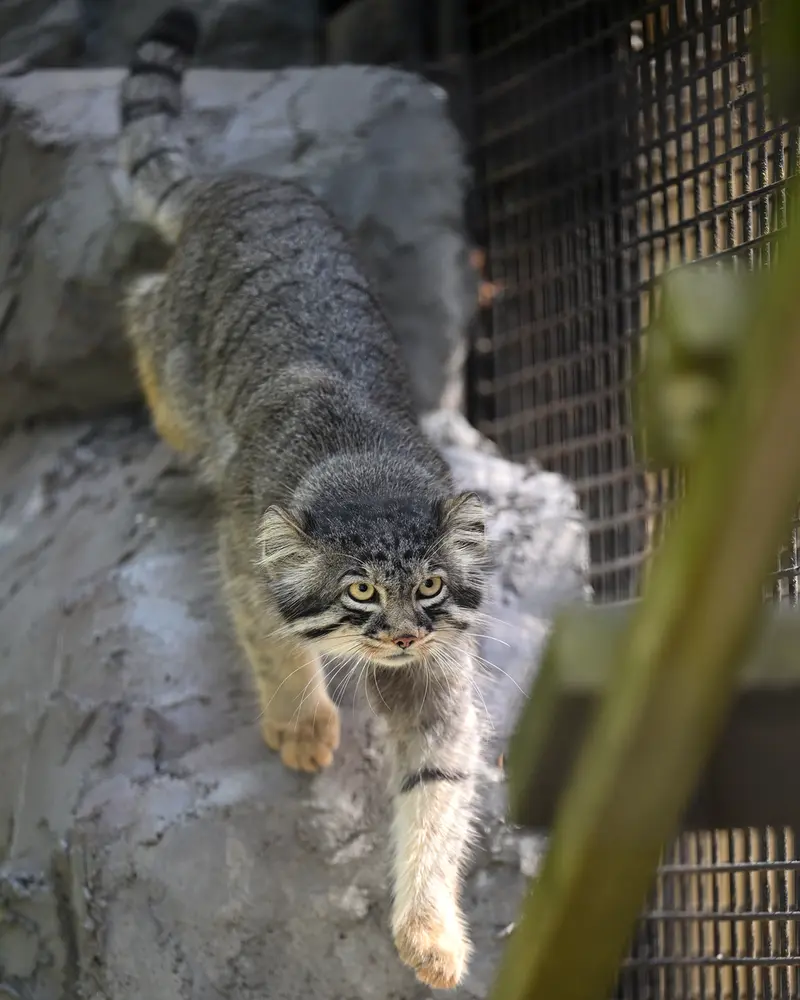 A photograph of Hide in Asahiyama Zoo