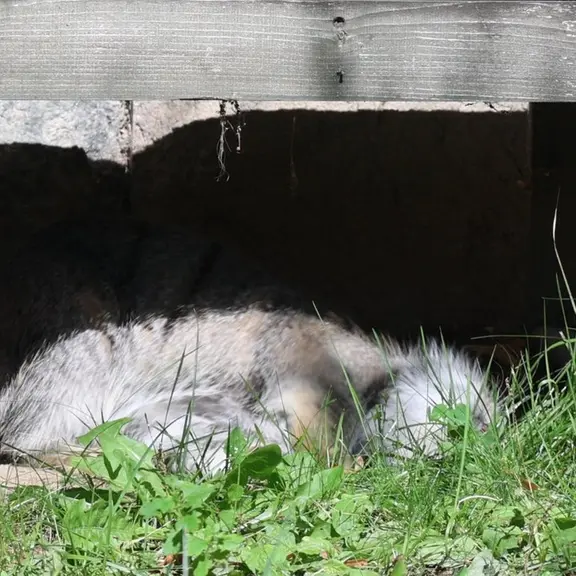 A photograph of a Pallas's cat in Moscow zoo