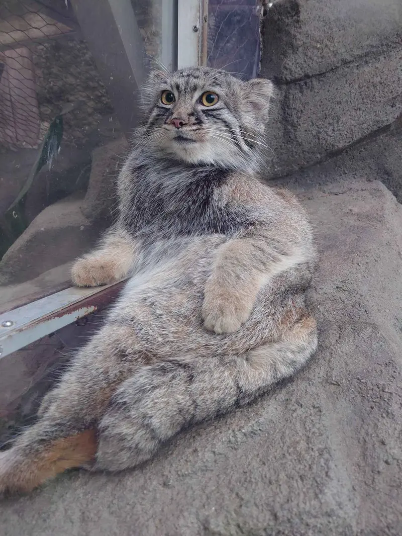 A photograph of a Pallas's cat