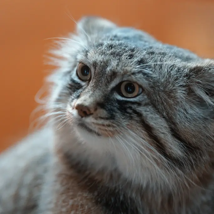 A photograph of Lotos in Asahiyama Zoo
