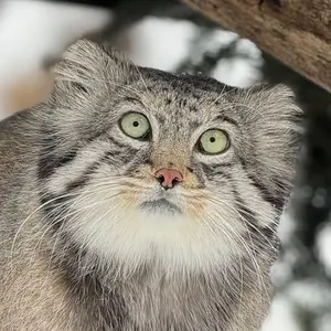 Dean the Pallas's cat from Oglebay Good Zoo