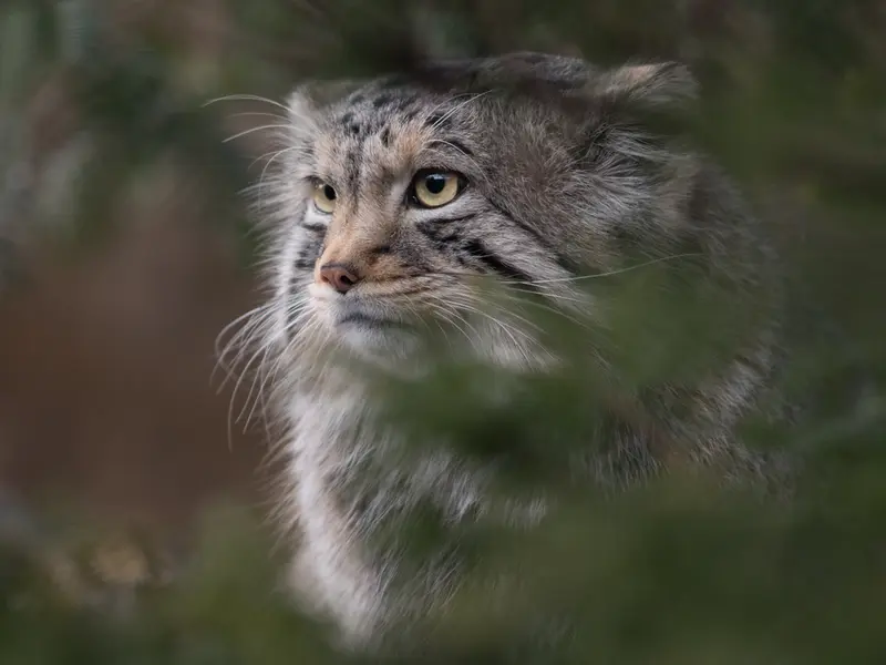 A photograph of Nagomu in Nasu Animal Kingdom