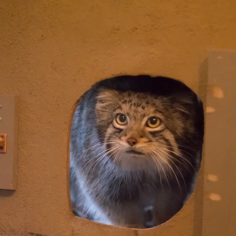 A photograph of Oto in Saitama Children's Zoo