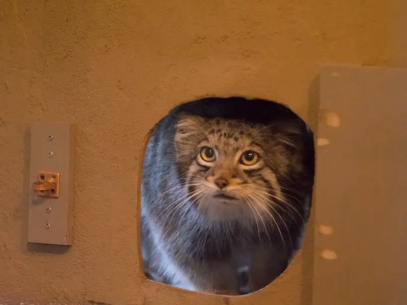 A photograph of Oto in Saitama Children's Zoo