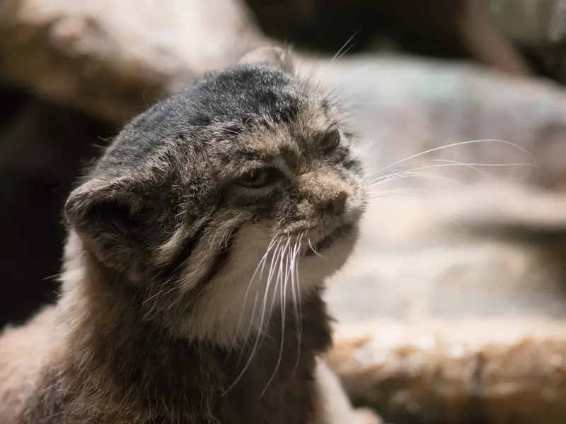 A photograph of Primula in Ueno Zoological Gardens