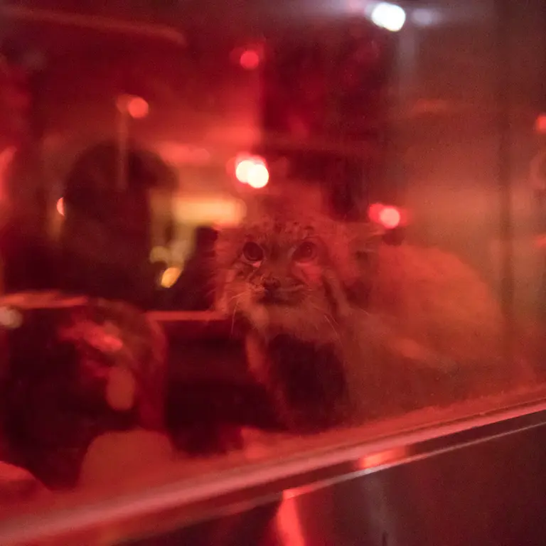 A photograph of Naim in Ueno Zoological Gardens