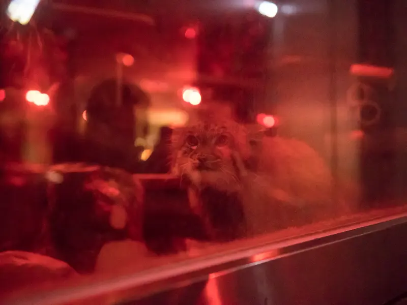 A photograph of Naim in Ueno Zoological Gardens