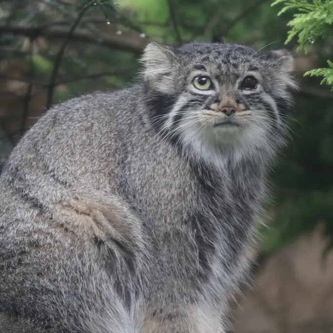 A photograph of Abrikos in Nasu Animal Kingdom