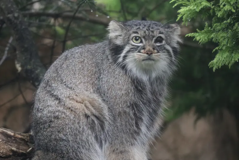 A photograph of Abrikos in Nasu Animal Kingdom