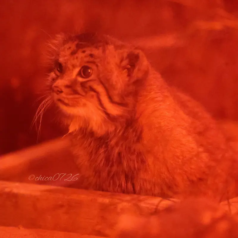 A photograph of Naim in Ueno Zoological Gardens