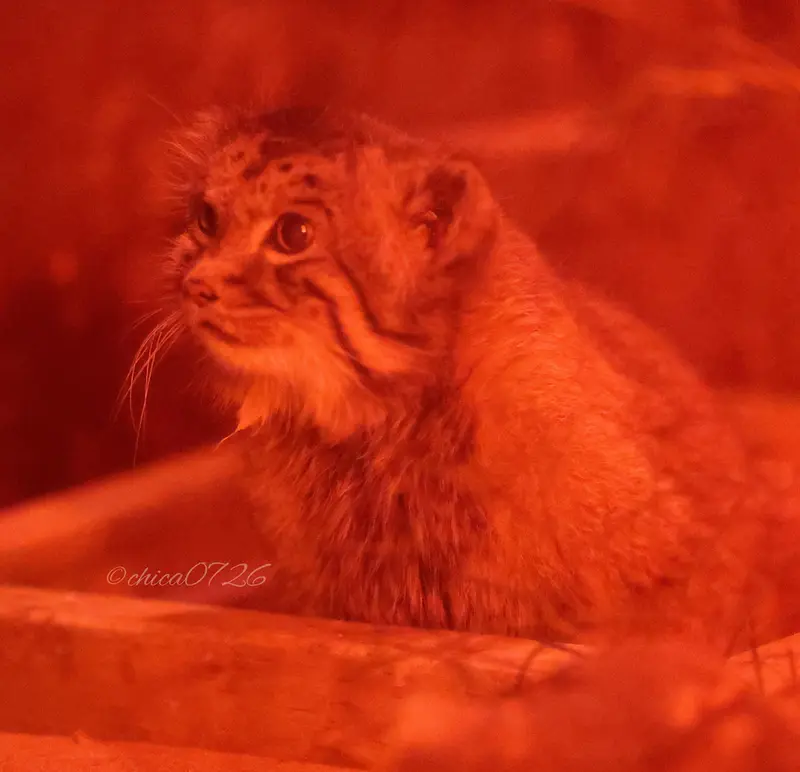 A photograph of Naim in Ueno Zoological Gardens