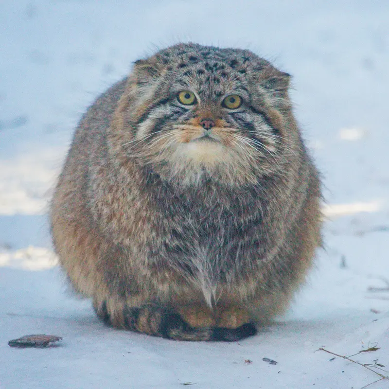 A photograph of Boris in Novosibirsk Zoo