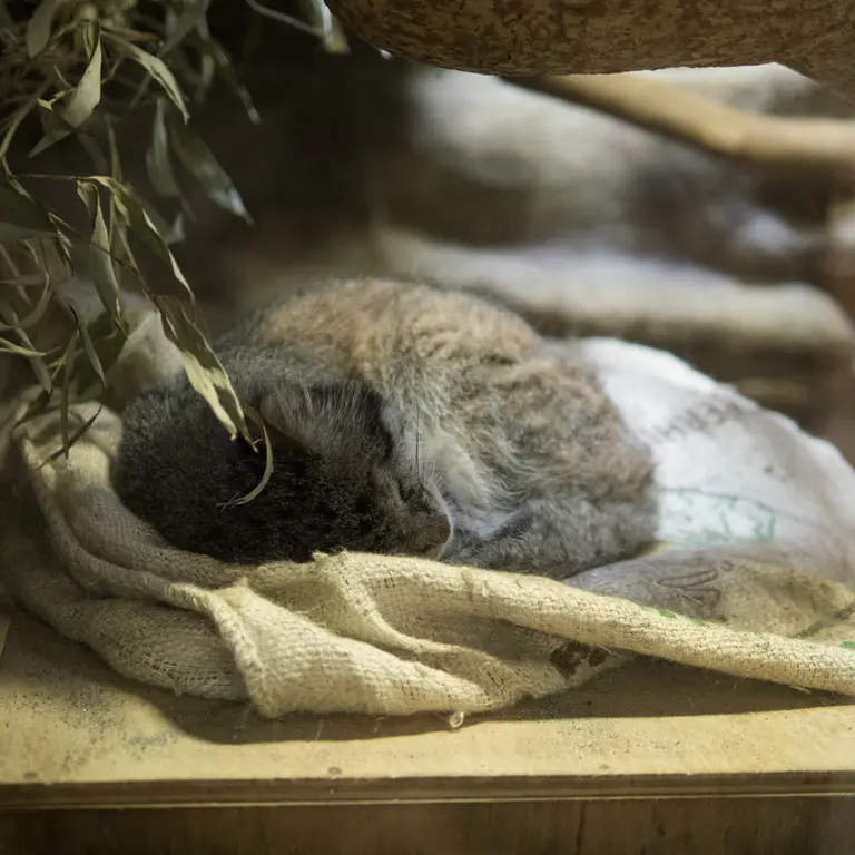 A photograph of Klyon in Ueno Zoological Gardens