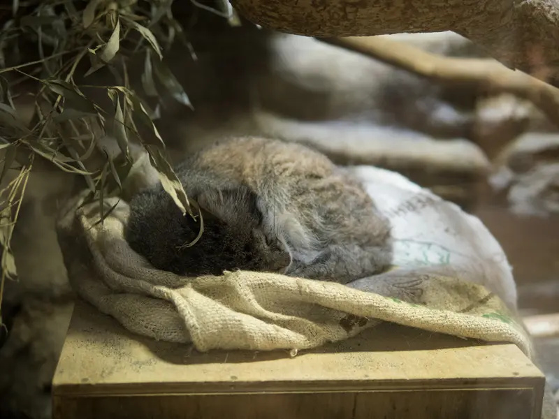 A photograph of Klyon in Ueno Zoological Gardens