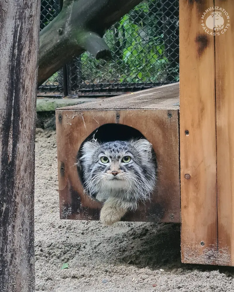 A photograph of Son of Lolo 2024 Ⅰ in Novosibirsk Zoo